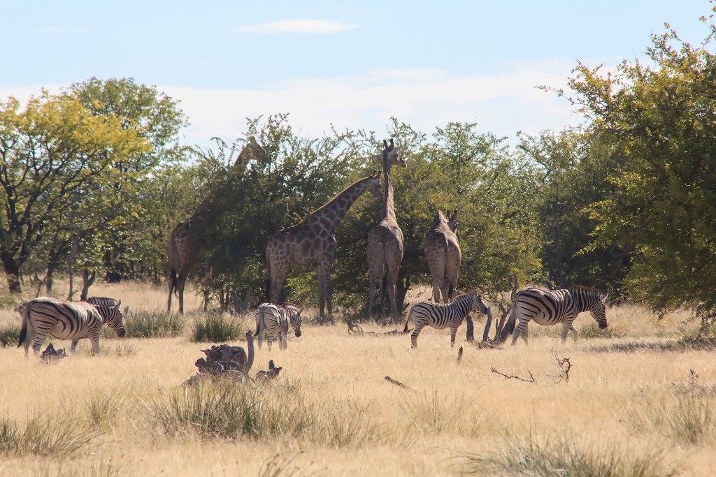 02-At the Okaukuejo waterhole.jpg - At the Okaukuejo waterhole